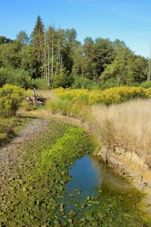 Arnsberg Forest, forest stream dried out by extreme heat and drought, goldenrod (Solidago) on the