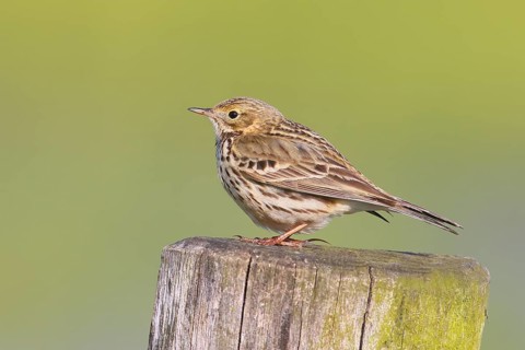 Meadow Pipit (Anthus pratensis) sitting on a pasture fence, Wildlife, Ochsenmoor, Naturpark Dümmer