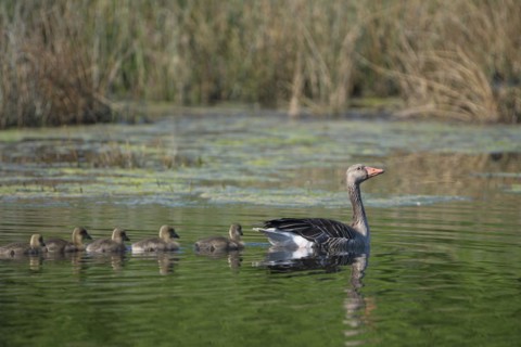 Greylag goose (Anser anser), adult bird with chicks, swimming, in a subsidence area, Bottrop, Ruhr