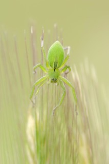 Green huntsman spider (Micrommata virescens), female, Provence, southern France