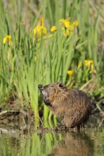 Nutria (Myocastor coypus) grooming on the bank, neozoa, Camargue, France, Europe