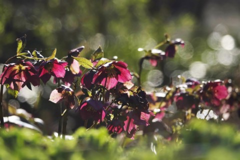 Lenzrosen (Helleborus orientalis), March, Germany, Europe