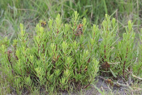 Salt Atlant (Limbarda crithmoides, Inula crithmoides), Camargue, Provence, Southern France