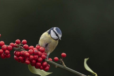 Blue tit (Cyanistes Caeruleus) adult bird on a Holly tree branch with red berries in winter,