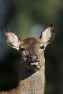 Manchurian sika deer (Cervus nippon hortulorum), female, portrait, captive, Germany, Europe