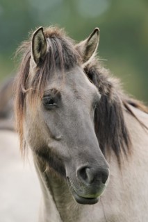 Dülmen wild horse, portrait, Merfelder Bruch, Dülmen, North Rhine-Westphalia, Germany, Europe