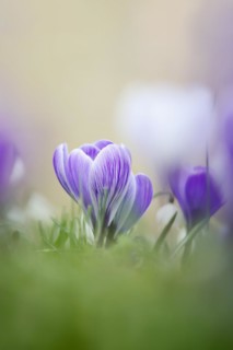 Flowering crocus (Crocus spec.) in spring, North Rhine-Westphalia, Germany, Europe