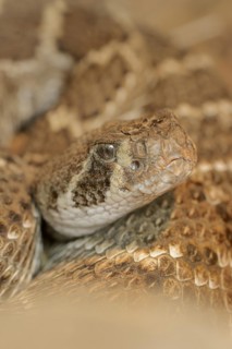 Texas rattlesnake or western diamondback rattlesnake (Crotalus atrox), captive, occurring in North
