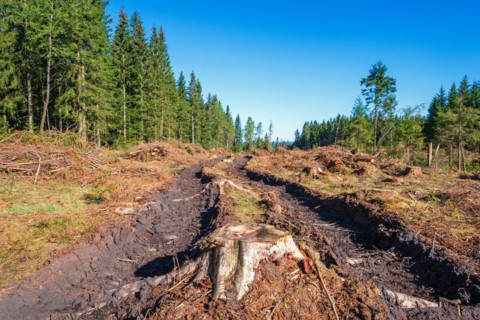 Logging road on a clear cutting area with wheel tracks after a forest machine by a spruce forest