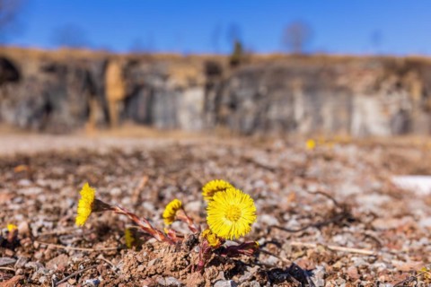 Flowering coltsfoot (Tussilago farfara) in early spring in a an old quarry