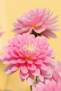 Dahlia (Dahlia Hybride), flower, ornamental plant, North Rhine-Westphalia, Germany, Europe