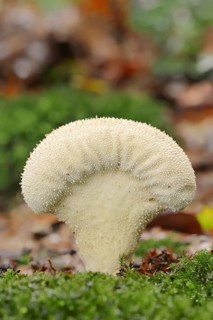 Bottle russula (Lycoperdon perlatum, Lycoperdon gemmatum), North Rhine-Westphalia, Germany, Europe