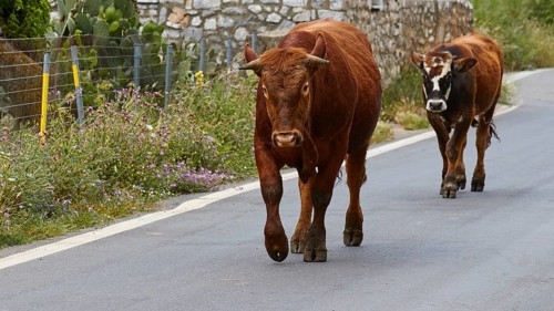 A cow and her calf walking along the vegetation on a tarmac road, farm animals, Mani Peninsula,