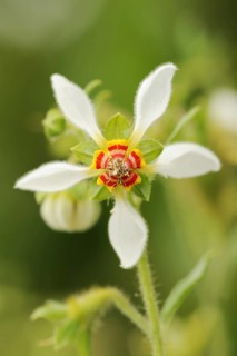 Burning bindweed or chile nettle (Loasa triphylla var. volcanica), flower, native to South America