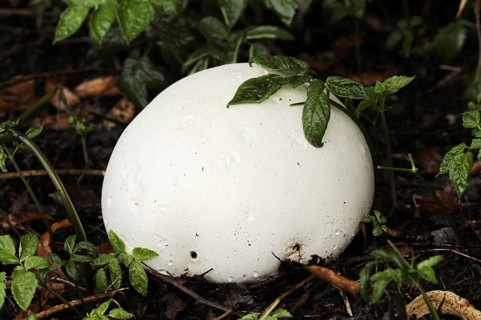 Giant puffball (Langermannia gigantea, Calvatia gigantea), North Rhine-Westphalia, Germany, Europe