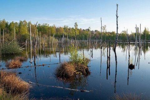 Moor landscape, renaturalised, rewetted, peat-covered moor area, Großes Moor nature reserve, Lower