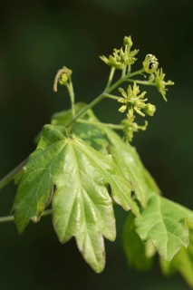 Field maple (Acer campestre), leaves and flowers in spring, North Rhine-Westphalia, Germany, Europe