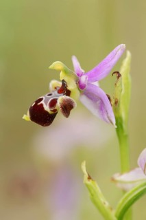 Woodcock bee-orchid (Ophrys scolopax), flower, Provence, southern France