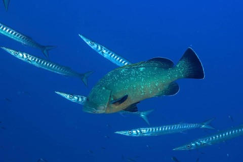 Dusky grouper (Epinephelus marginatus) (Mycteroperca marginatus) and several specimens of barracuda