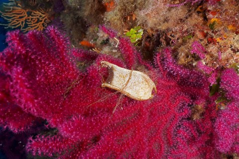 Egg capsule of nursehound (Scyliorhinus stellaris) attached to violescent sea-whip (Paramuricea