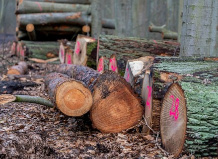 Detailed photo, forestry and clearing in the forest, Berlin, Germany, Europe