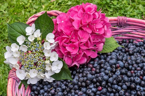 Fruit of the european blueberry (Vaccinium myrtillus), blueberry, harvest, Oldenburger