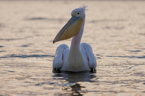 Great white pelican (Pelecanus onocrotalus), swimming, Lake Kerkini, Greece, Europe