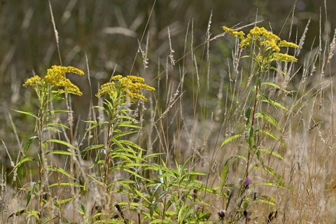 Goldenrod (Solidago) in bloom with raindrops, between true grass (Poaceae), North Rhine-Westphalia,
