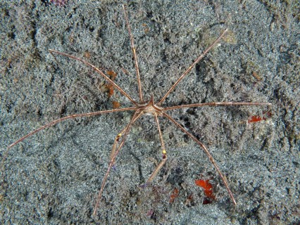 East Atlantic arrow crab (Stenorhynchus lanceolatus) on lava sand. Dive site Playa, Los Cristianos,