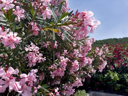 Flowering oleander (Nerium oleander), Italy, Europe