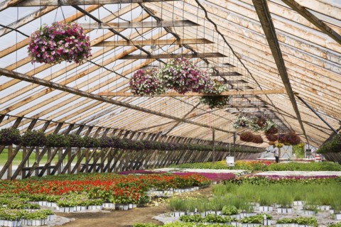 Horticultural worker in greenhouse watering plants that include purple, mauve, white and red