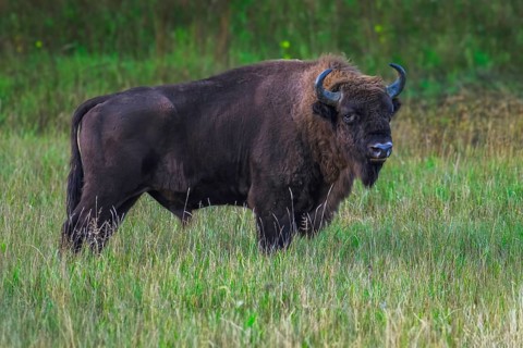 European bison (Bison bonasus) in a clearing in the Bialowieza Forest, Poland, Europe