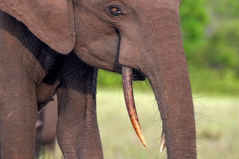 African forest elephant (Loxodonta cyclotis) in a clearing in Loango National Park, Parc National