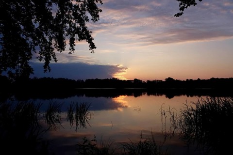 Upper Lusatian Heath and Pond Landscape, June, Saxony, Germany, Europe