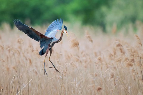 Purple heron (Ardea purpurea) in flight, Baden-Württemberg, Germany, Europe