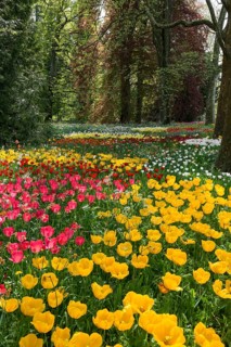Park and flower meadow with colourful tulips, Mainau Island, Lake Constance, Baden-Württemberg,