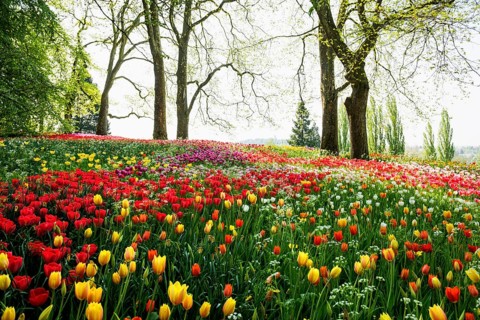 Park and flower meadow with colourful tulips, Mainau Island, Lake Constance, Baden-Württemberg,