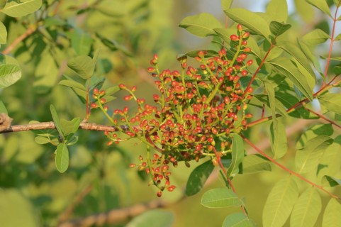 Turpentine pistachio or terebinth (Pistacia terebinthus), twig with leaves and unripe fruit,