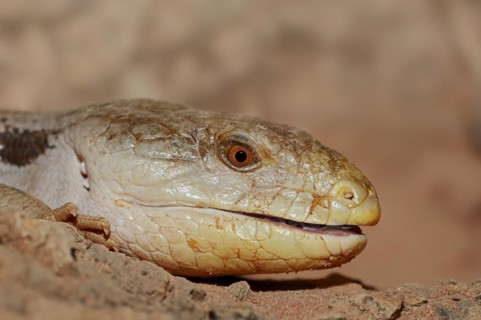 Common blue-tongued skink (Tiliqua scincoides), captive, occurring in Australia