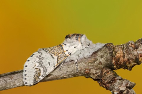Sallow kitten moth (Furcula furcula), North Rhine-Westphalia, Germany, Europe