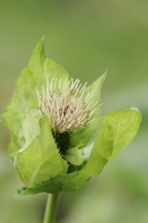 Cabbage thistle or cabbage thistle (Cirsium oleraceum), flower, North Rhine-Westphalia, Germany,