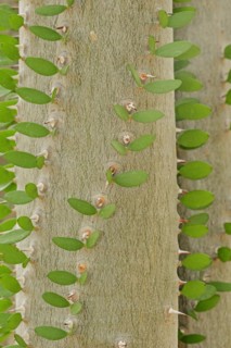 Madagascar Ocotillo (Alluaudia procera), trunk with thorns and leaves, native to Madagascar