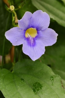 Bengal clockvine (Thunbergia grandiflora), flower, ornamental plant, native to Asia