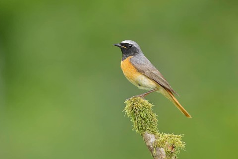 Redstart (Phoenicurus phoenicurus), Bird of the Year 2025, male on mossy branch, songbird,