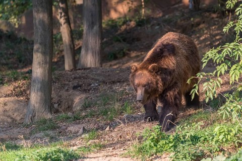 One Kamchatka brown bear (Ursus arctos piscator), walking in a forest. Some green vegetation in the