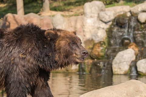 One Kamchatka brown bear (Ursus arctos piscator), standing in a pond with a small cascade in the
