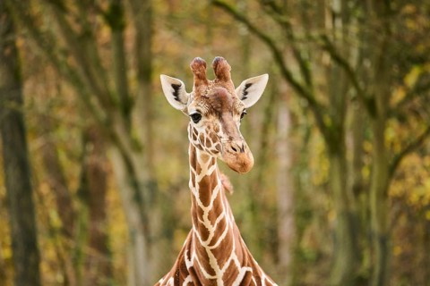 Reticulated giraffe (Giraffa camelopardalis reticulata), portrait, Germany, Europ, Europe