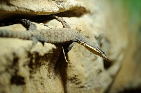 Close-up of a perentie (Varanus giganteus) on a wall in summer, captive