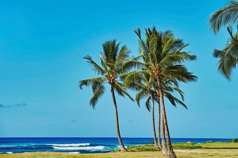 Palm trees at Maili Beach Park, Leeward Coast, Hawaiian Island Oahu, O?ahu, Hawaii, Aloha State,