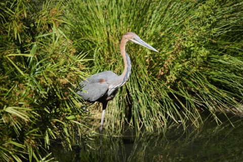 Goliath Heron (Ardea goliath), standing in the water, hunting, captive, distribution Africa